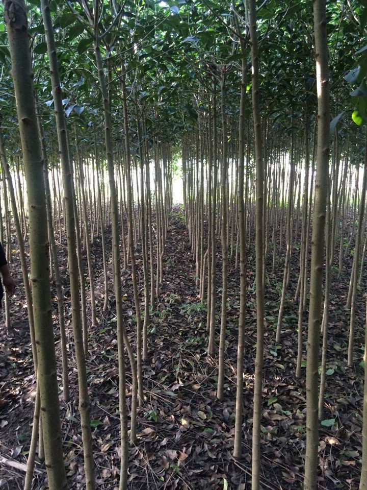 大葉女貞種植