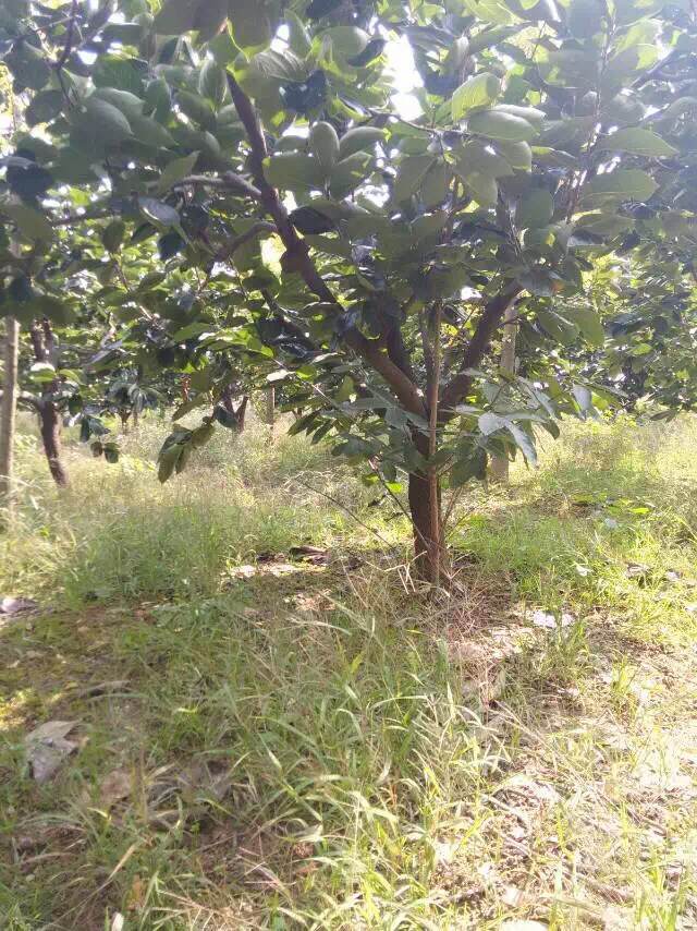 水杉種植基地